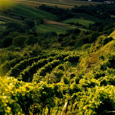 The Dot 'Austrian Plum' St. Laurent - Latitude Wine & Liquor Merchant