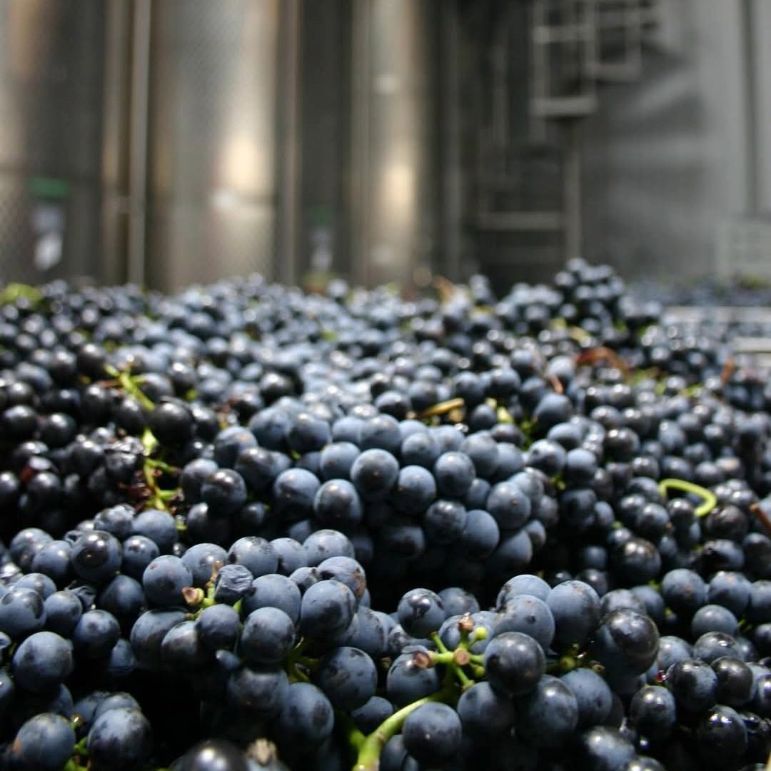 The Dot 'Austrian Plum' St. Laurent - Latitude Wine & Liquor Merchant