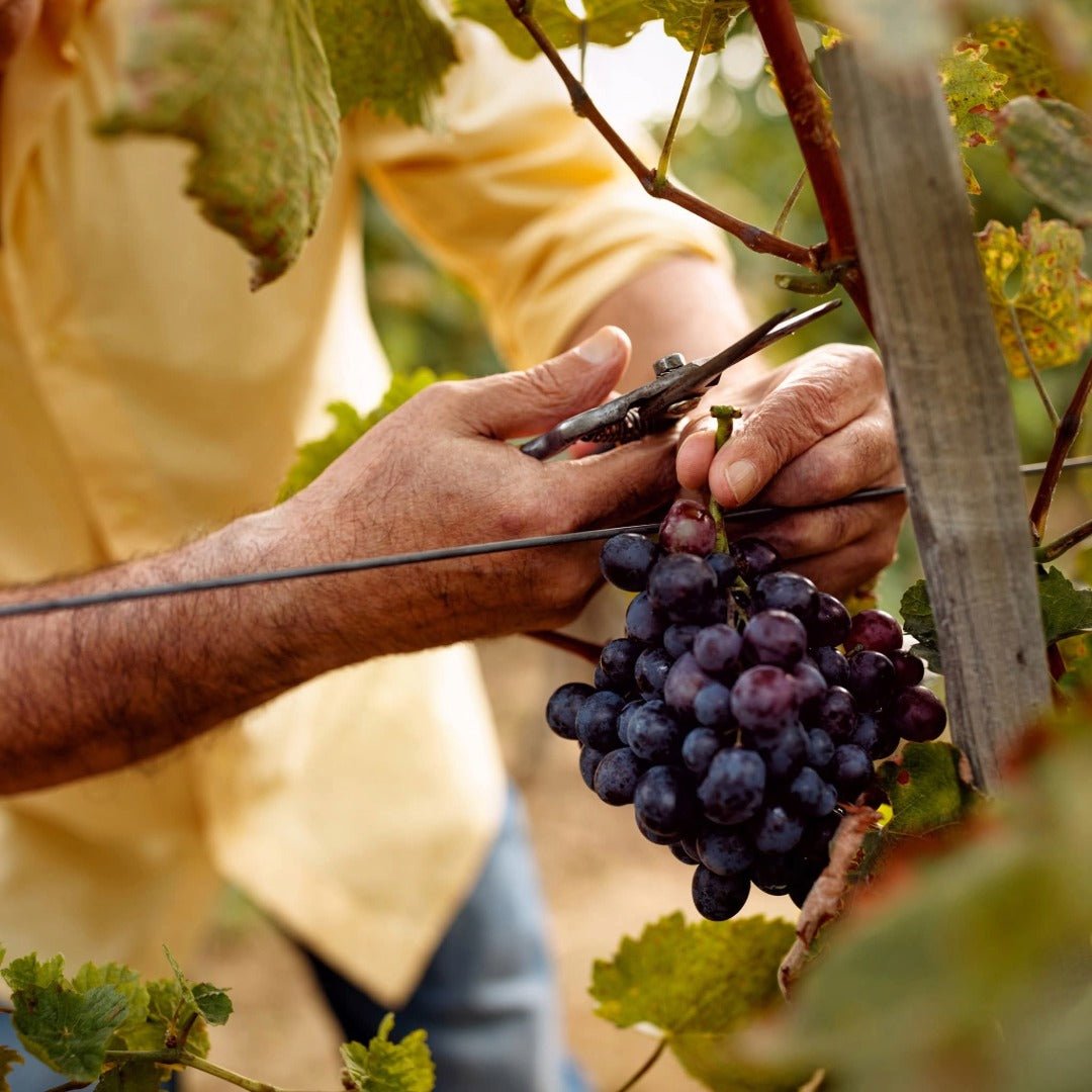 The Federalist Central Coast Pinot Noir - Latitude Wine & Liquor Merchant
