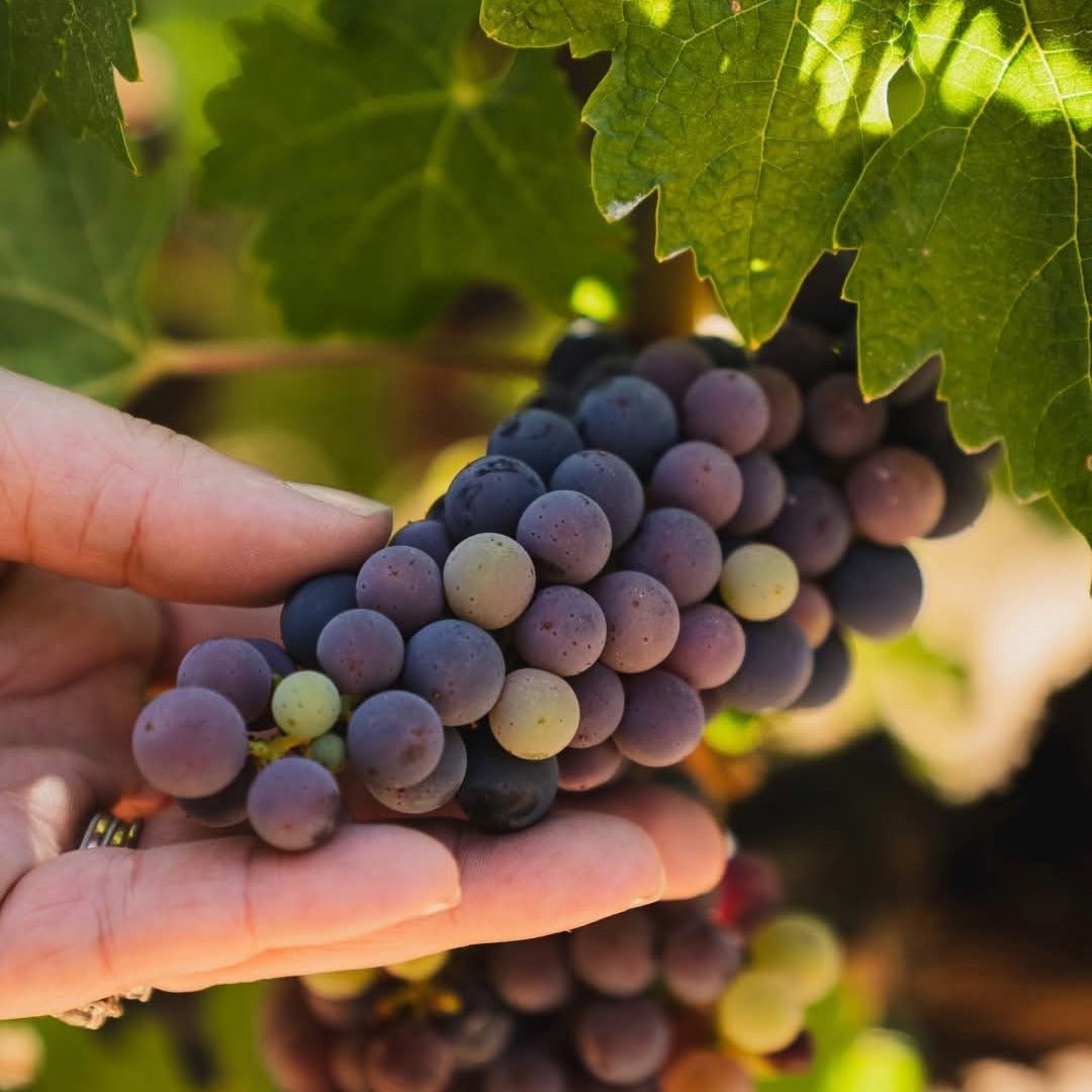 The Federalist Central Coast Pinot Noir - Latitude Wine & Liquor Merchant