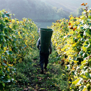 The Federalist Central Coast Pinot Noir - Latitude Wine & Liquor Merchant