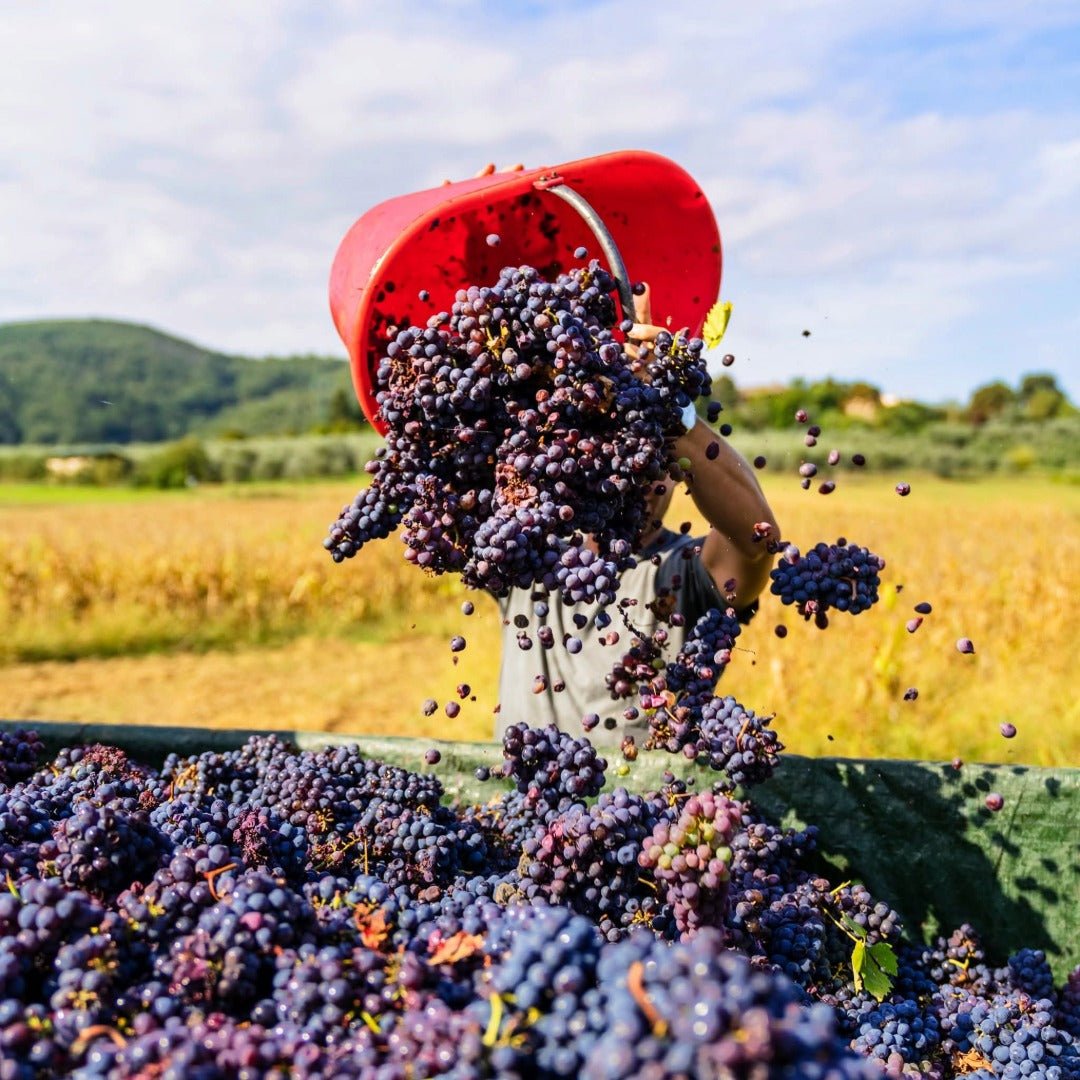The Federalist Central Coast Pinot Noir - Latitude Wine & Liquor Merchant