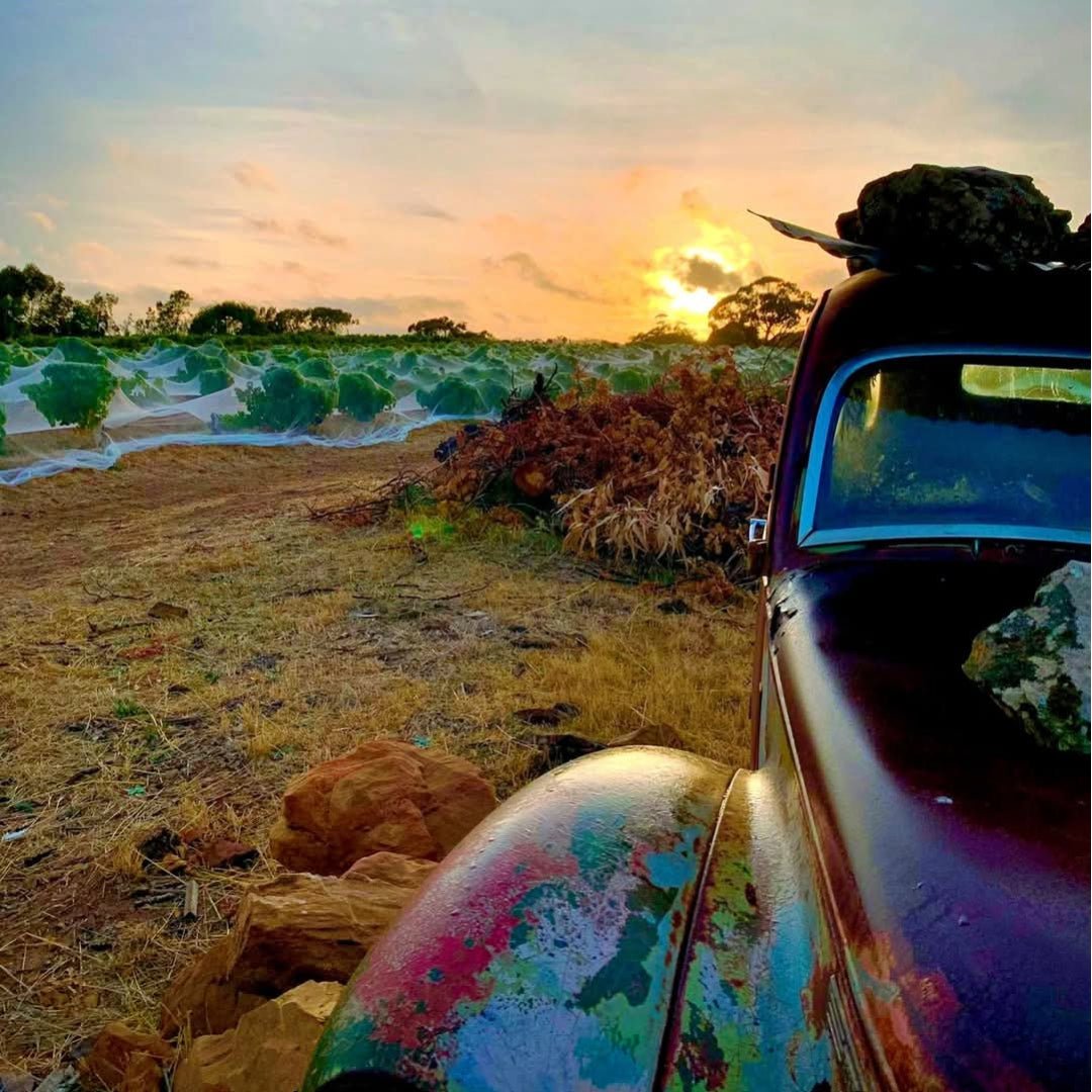 Thistledown Gorgeous Shiraz - Latitude Wine & Liquor Merchant