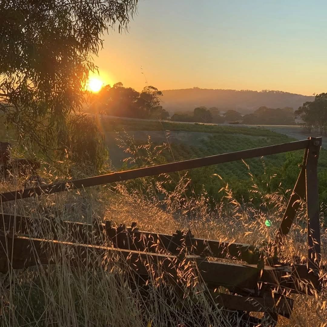 Thistledown Gorgeous Shiraz - Latitude Wine & Liquor Merchant