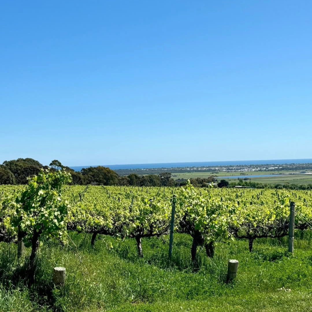 Thistledown Gorgeous Shiraz - Latitude Wine & Liquor Merchant