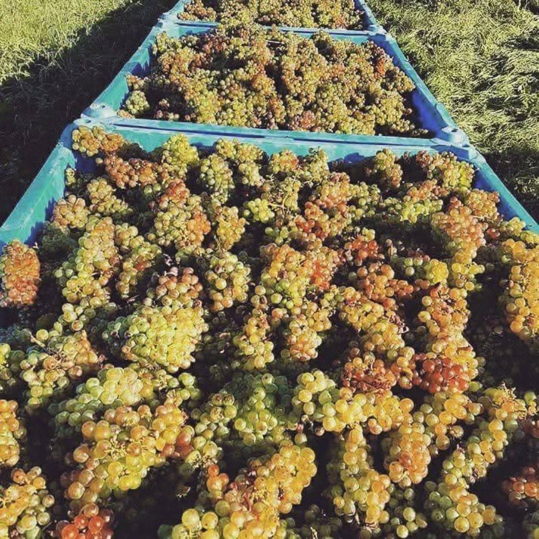 Tinpot Hut 'Marlborough' Sauvignon Blanc - Latitude Wine & Liquor Merchant