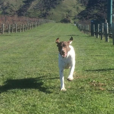 Tinpot Hut 'Marlborough' Sauvignon Blanc - Latitude Wine & Liquor Merchant