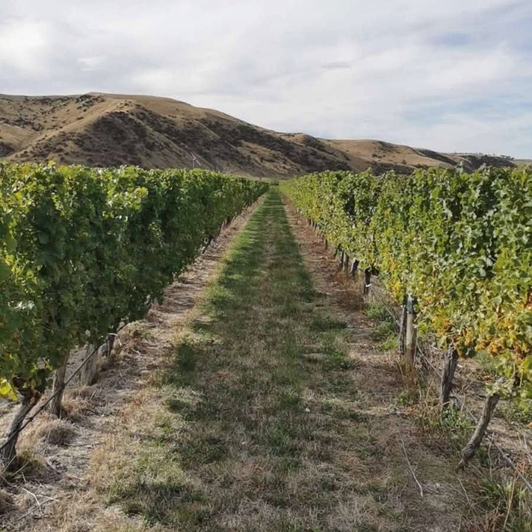 Tinpot Hut 'Marlborough' Sauvignon Blanc - Latitude Wine & Liquor Merchant