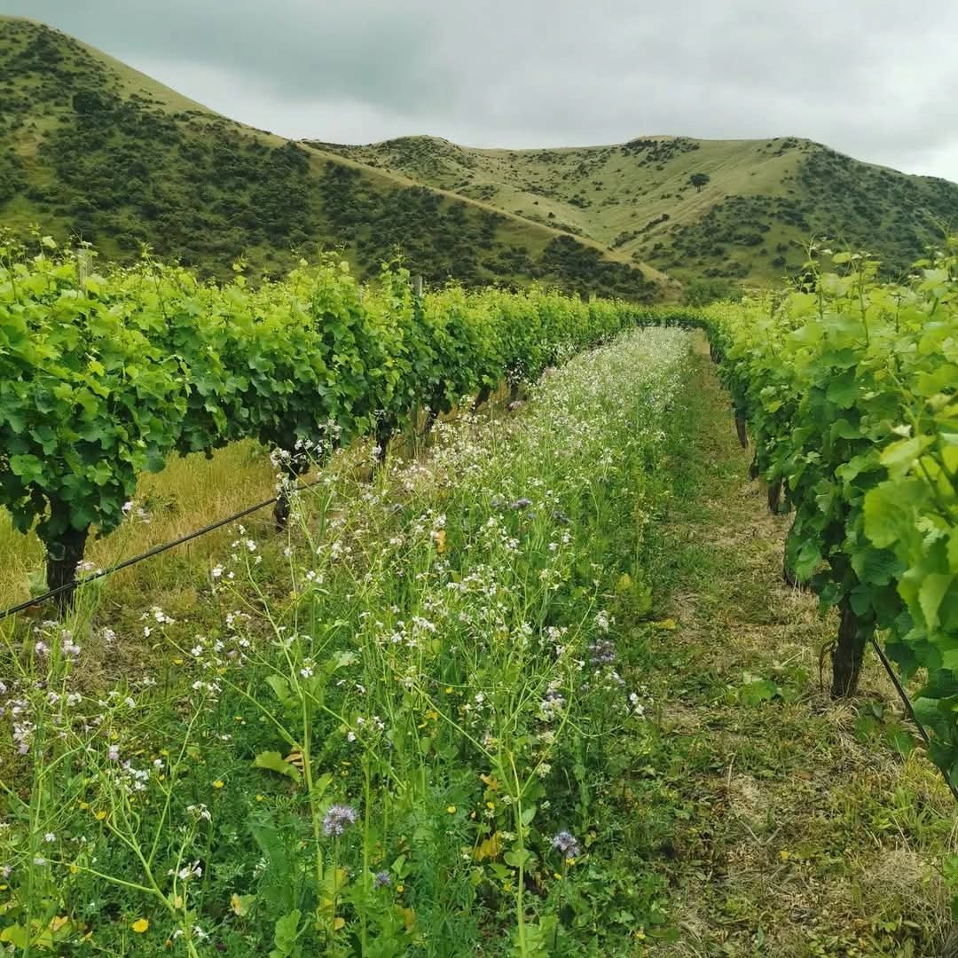 Tinpot Hut 'Marlborough' Sauvignon Blanc - Latitude Wine & Liquor Merchant