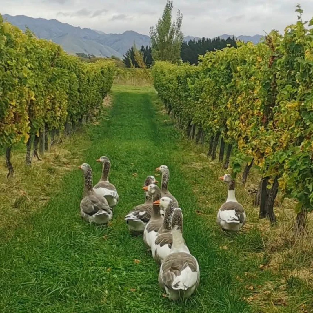 Tinpot Hut 'Marlborough' Sauvignon Blanc - Latitude Wine & Liquor Merchant