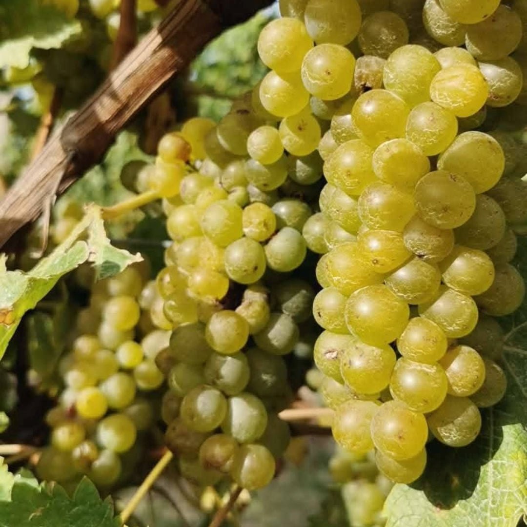 Tinpot Hut 'Marlborough' Sauvignon Blanc - Latitude Wine & Liquor Merchant