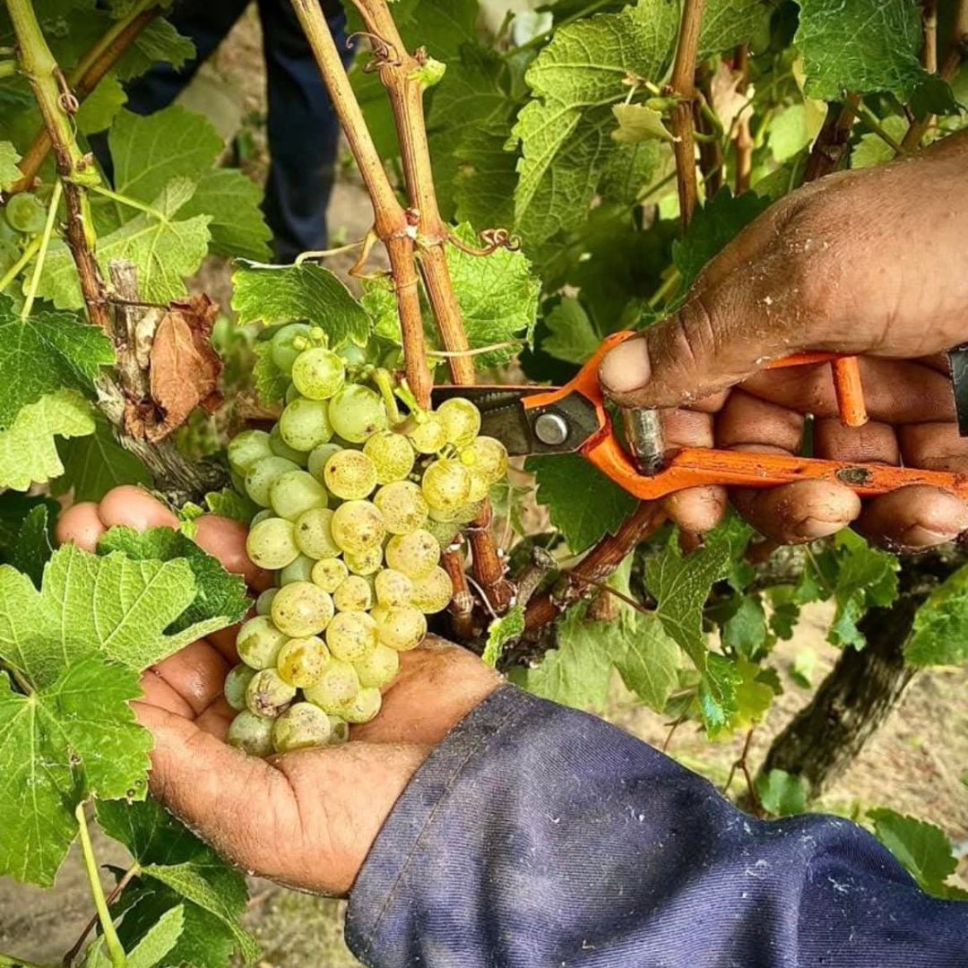 Tokara Cabernet Sauvignon