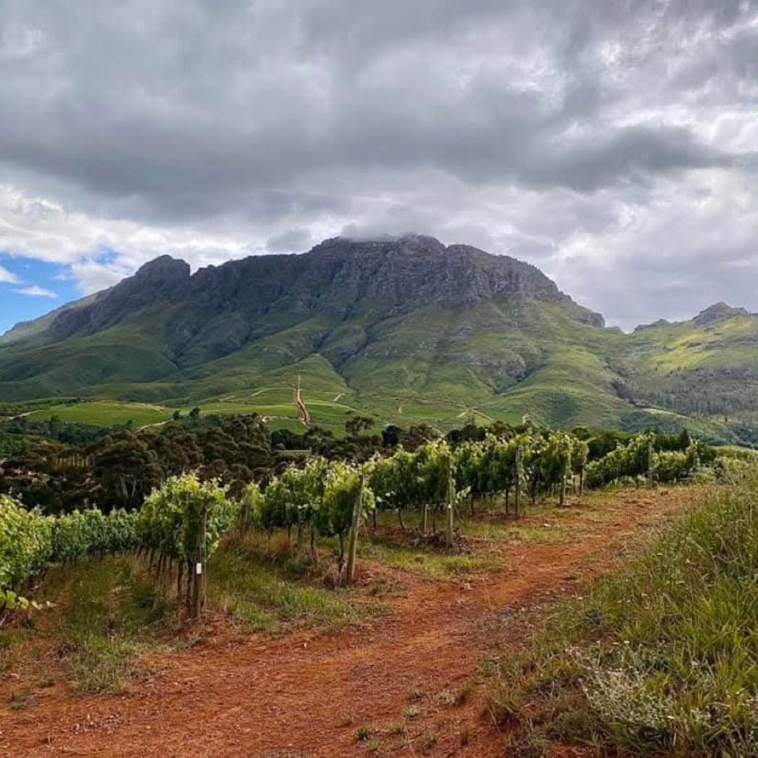 Tokara Reserve Collection Syrah - Latitude Wine & Liquor Merchant