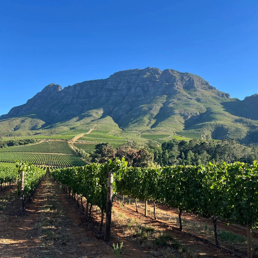 Tokara Reserve Collection Syrah - Latitude Wine & Liquor Merchant