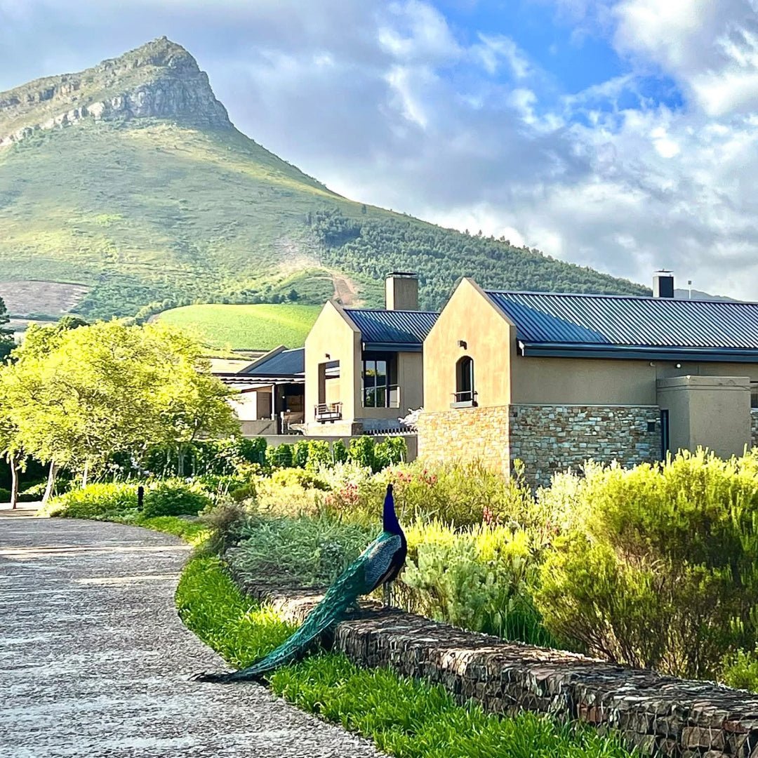 Tokara Reserve Collection Syrah - Latitude Wine & Liquor Merchant