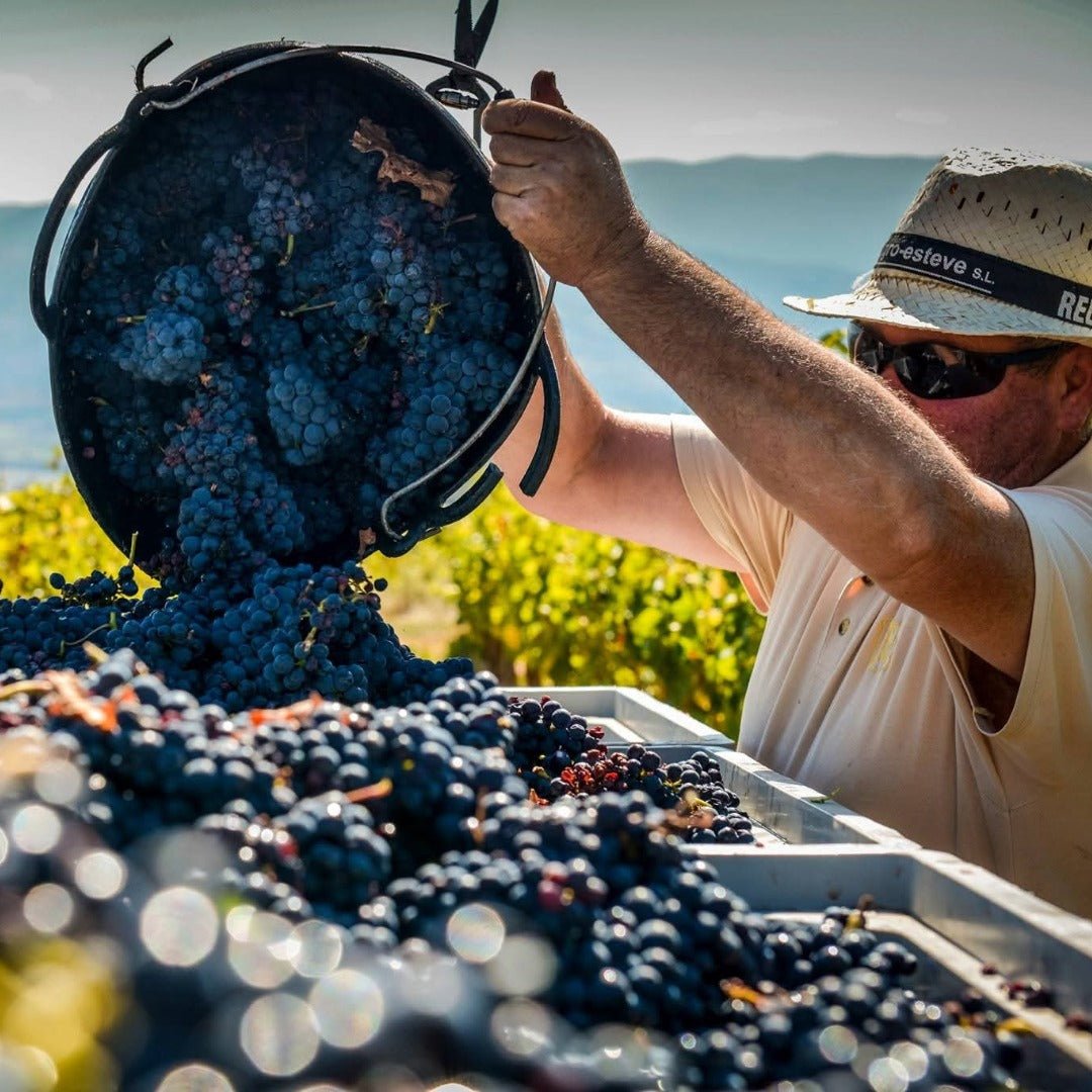 Torres 10 Gran Reserva Imperial Brandy - Latitude Wine & Liquor Merchant