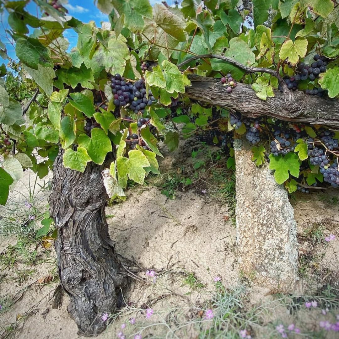 Tubarao Tinto - Latitude Wine & Liquor Merchant