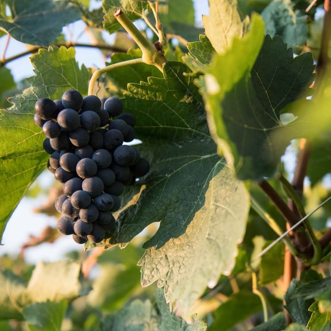 Tufarello Nero di Troia