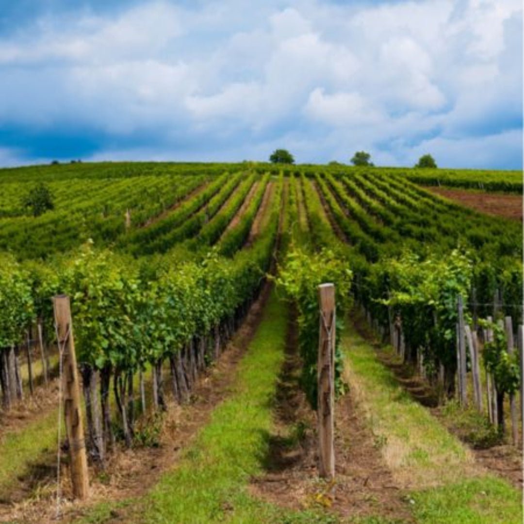 Uggiano Chianti Riserva La Scoperta