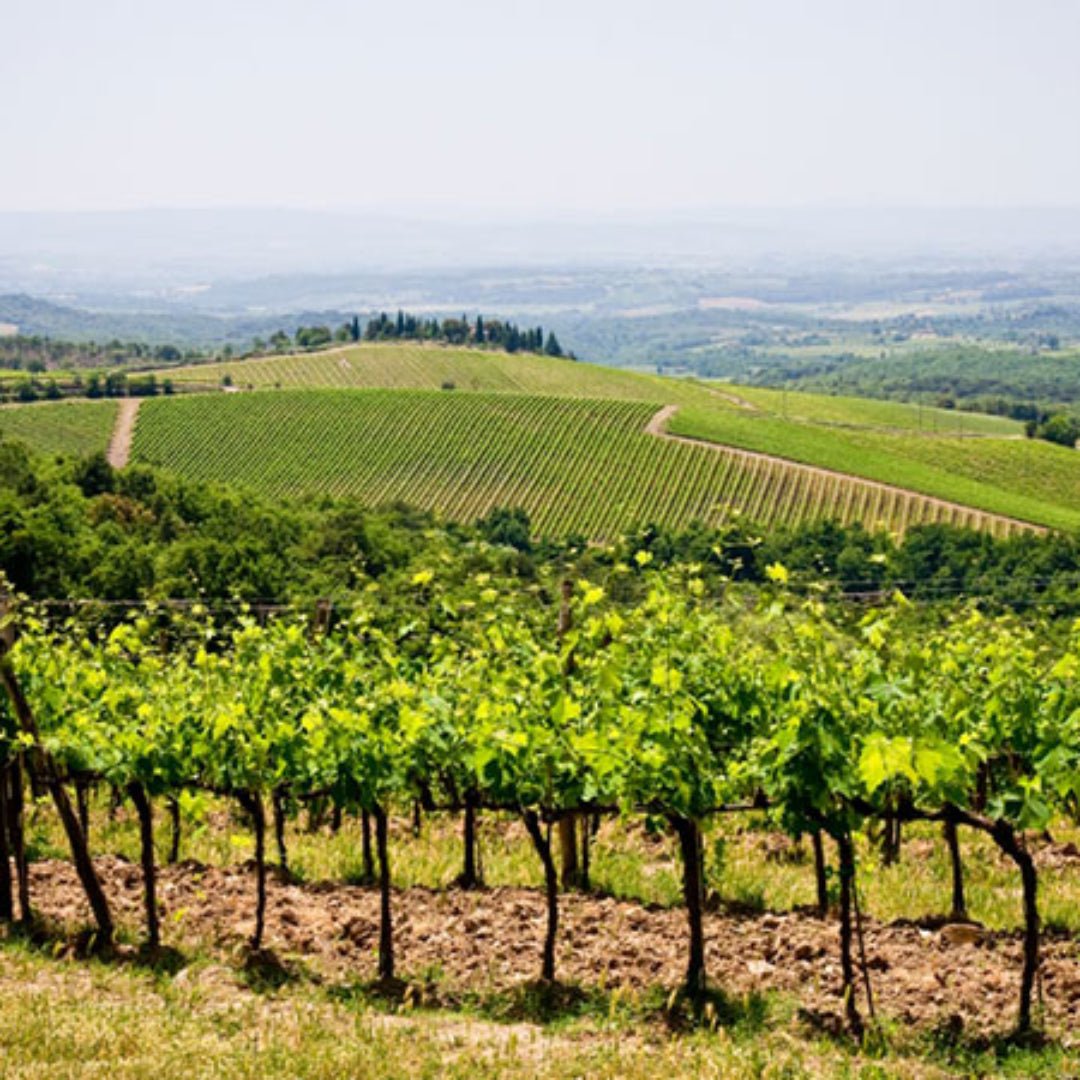 Uggiano Governo Toscano - Latitude Wine & Liquor Merchant