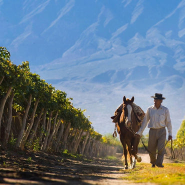 Vallisto Extremo Viejas Blancas - Latitude Wine & Liquor Merchant