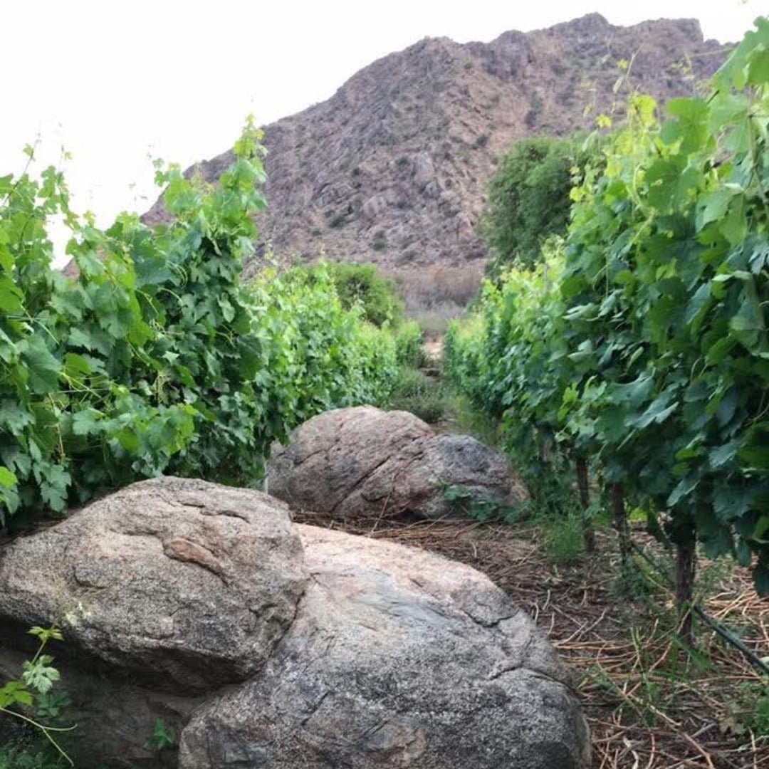 Vallisto Extremo Viejas Blancas - Latitude Wine & Liquor Merchant