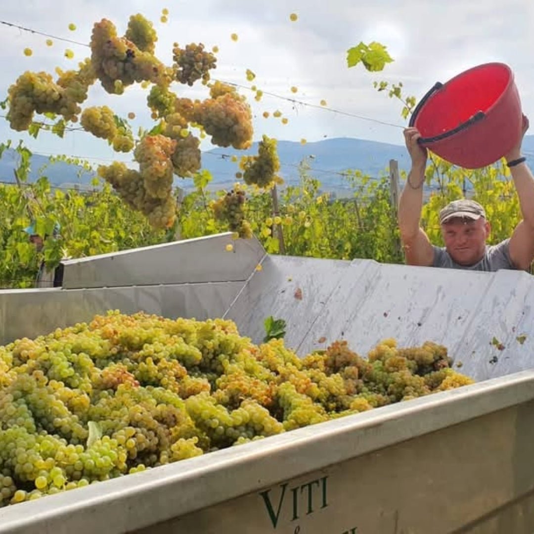 Vigneti Del Cerro Verdicchio Di Matelica - Latitude Wine & Liquor Merchant