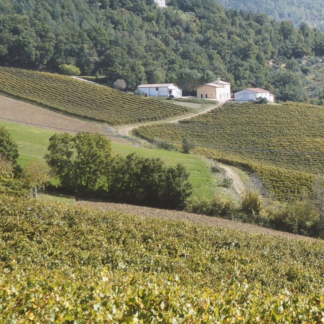 Vigneti Del Cerro Verdicchio Di Matelica - Latitude Wine & Liquor Merchant