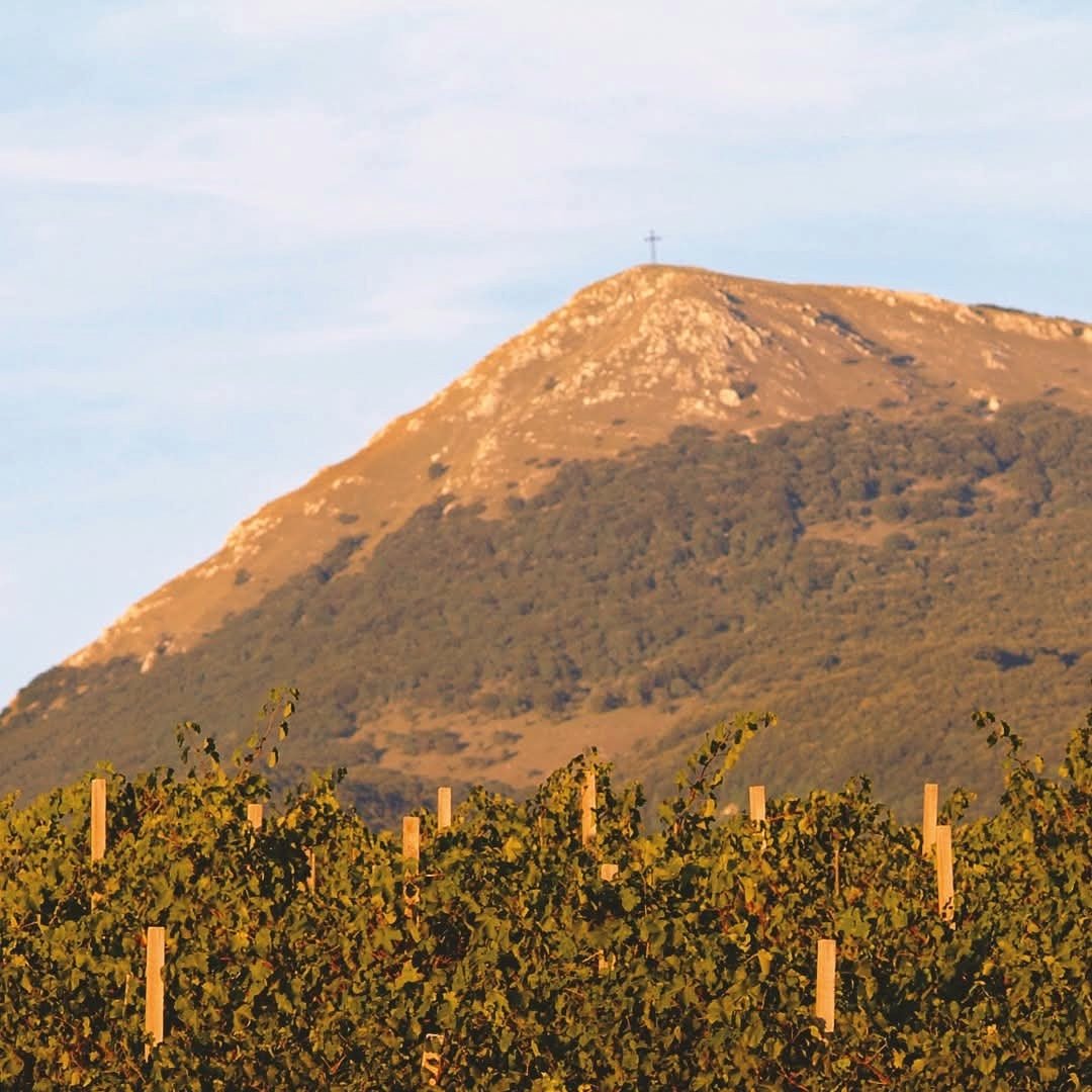 Vigneti Del Cerro Verdicchio Di Matelica - Latitude Wine & Liquor Merchant