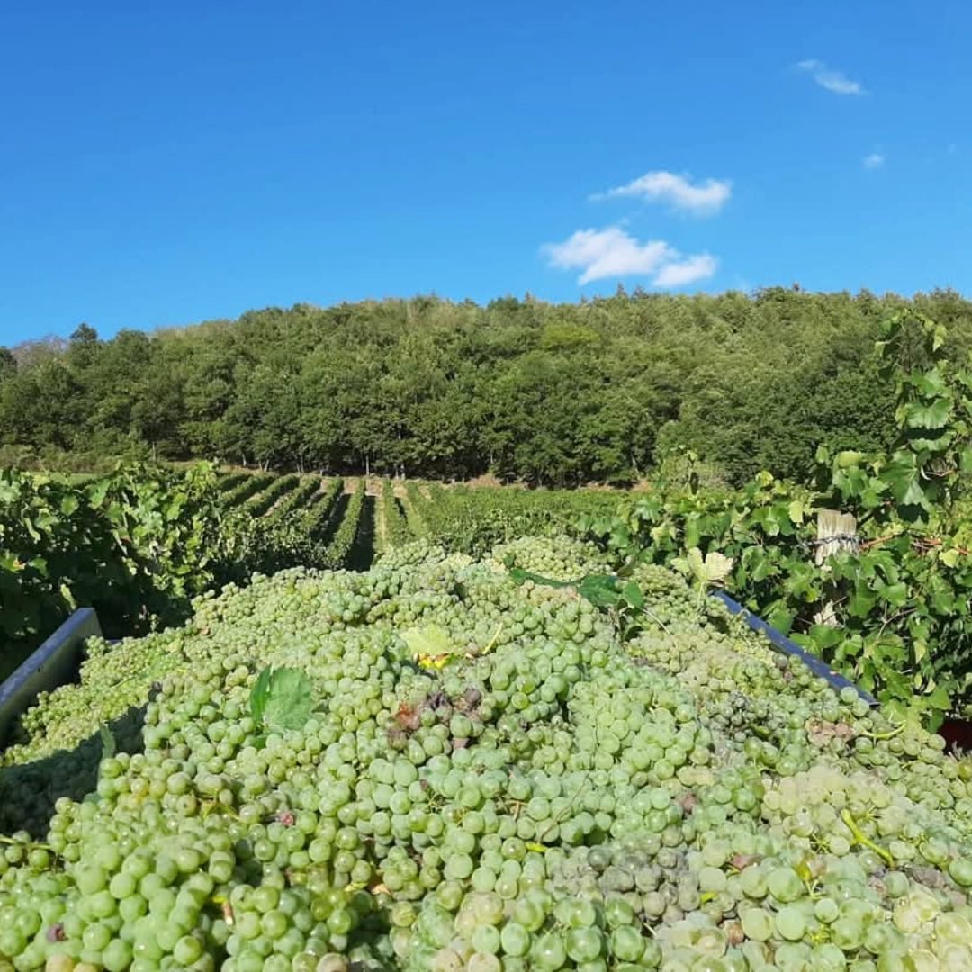 Vigneti Del Cerro Verdicchio Di Matelica - Latitude Wine & Liquor Merchant