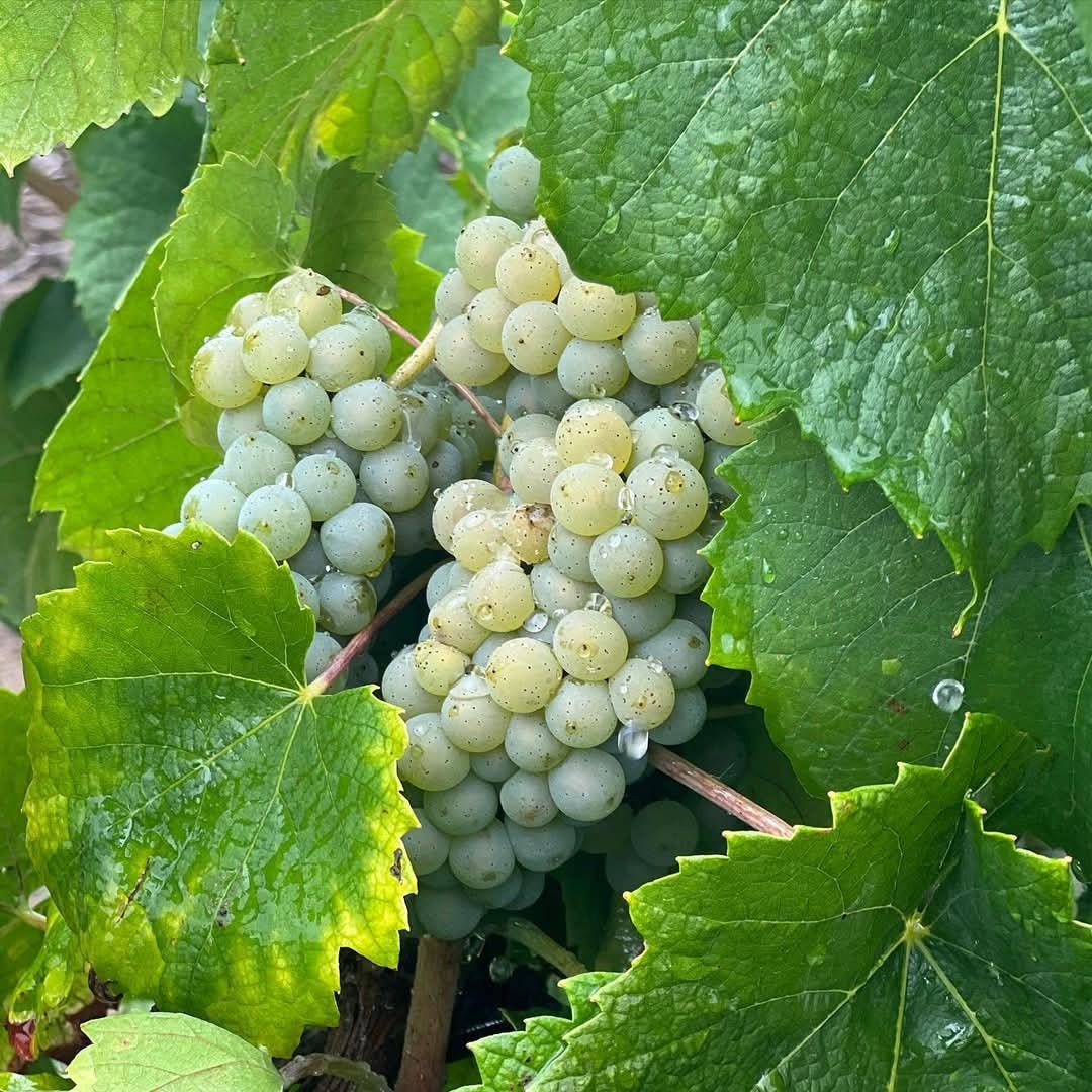 Vignoble Drouard Muscadet Fief De l'Ancruere - Latitude Wine & Liquor Merchant
