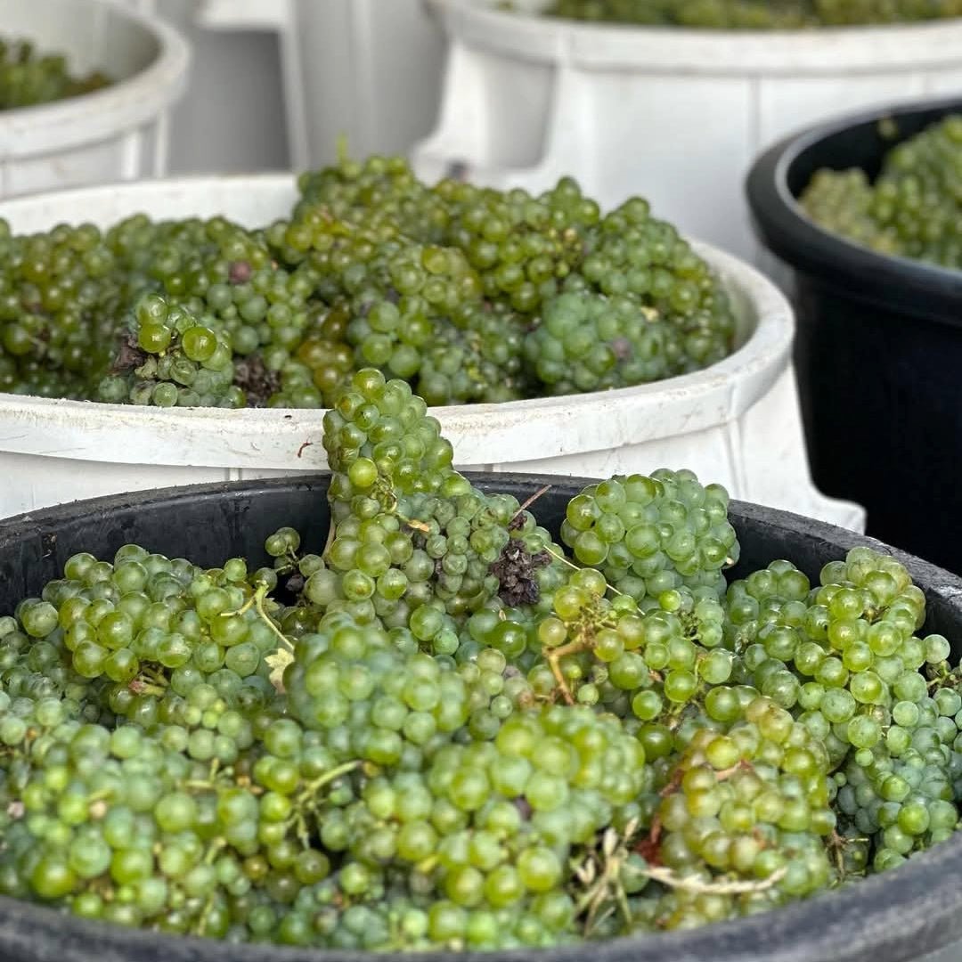 Vignoble Drouard Muscadet Fief De l'Ancruere - Latitude Wine & Liquor Merchant