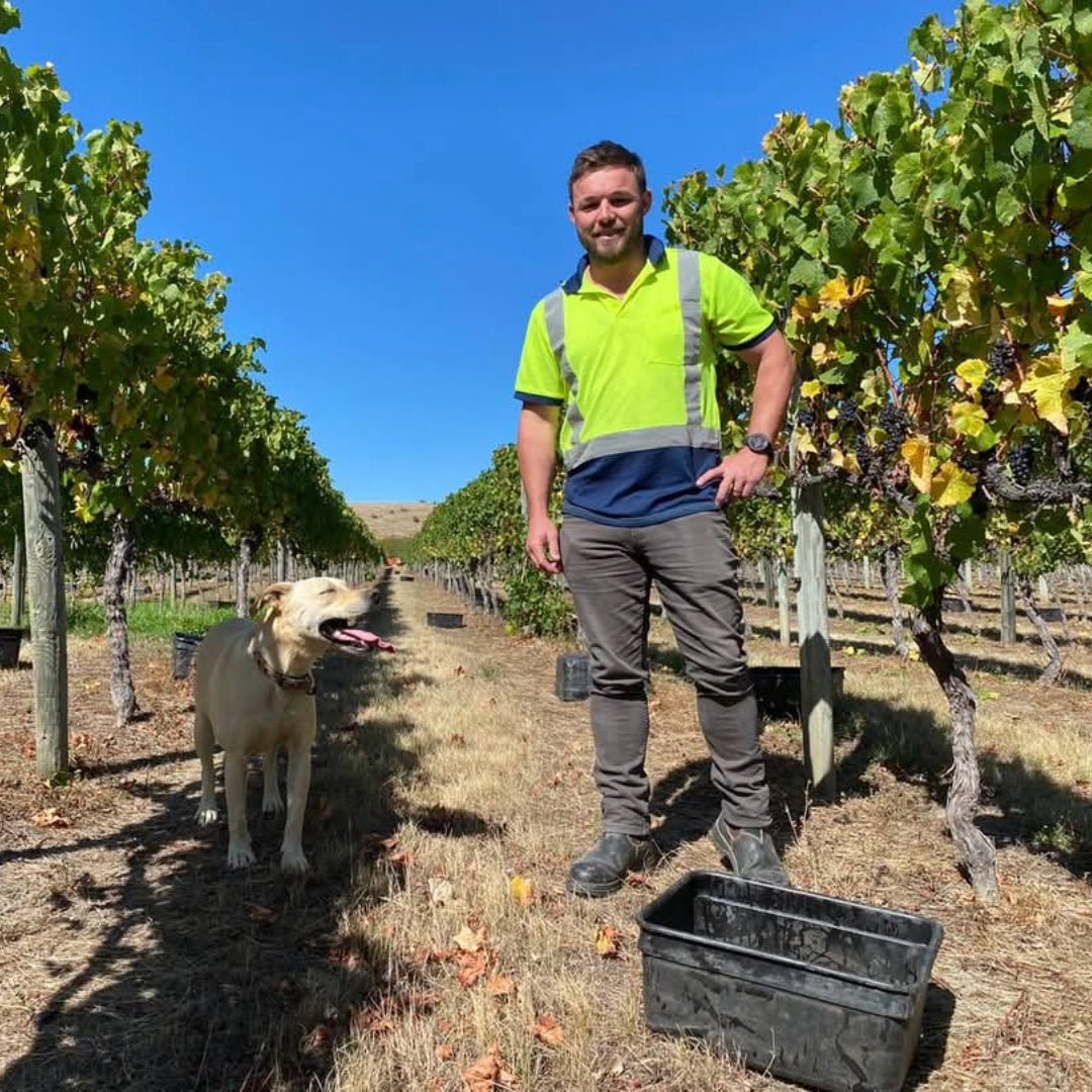 Villa Maria Leftfield Wholebunch Pinot Noir - Latitude Wine & Liquor Merchant