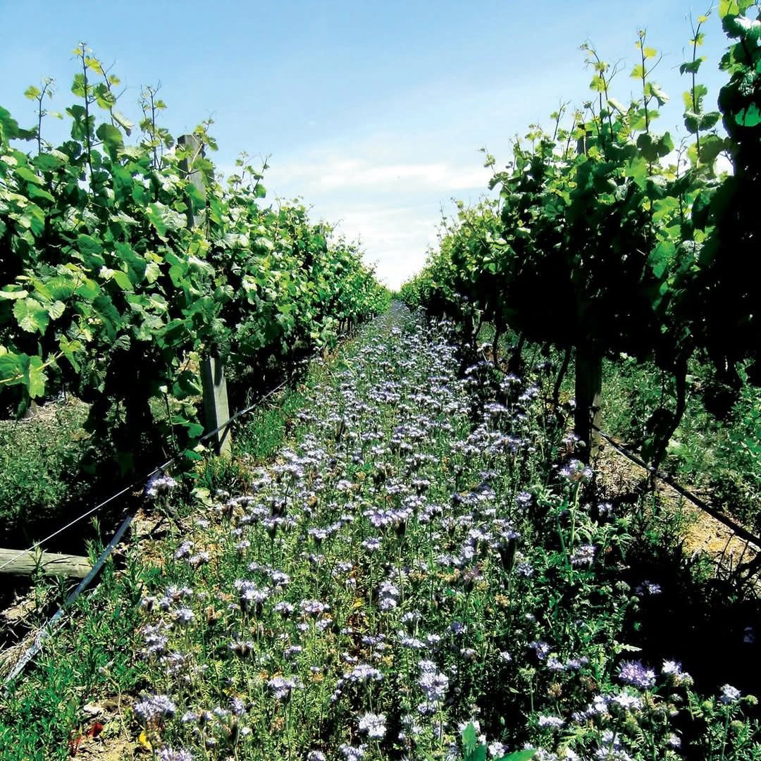 Villa Maria Leftfield Wholebunch Pinot Noir - Latitude Wine & Liquor Merchant