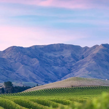 Villa Maria Leftfield Wholebunch Pinot Noir - Latitude Wine & Liquor Merchant