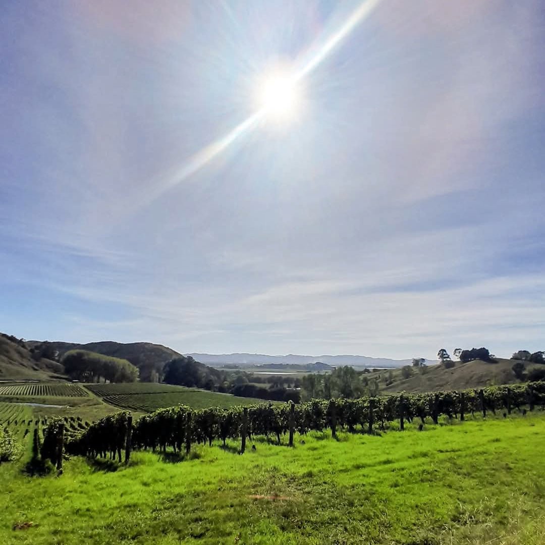 Villa Maria Leftfield Wholebunch Pinot Noir - Latitude Wine & Liquor Merchant