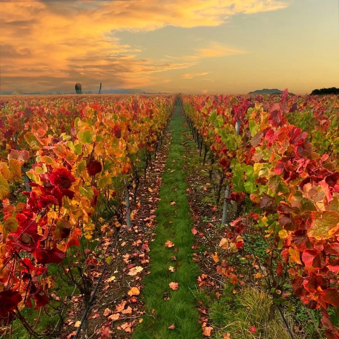 Villa Maria Leftfield Wholebunch Pinot Noir - Latitude Wine & Liquor Merchant