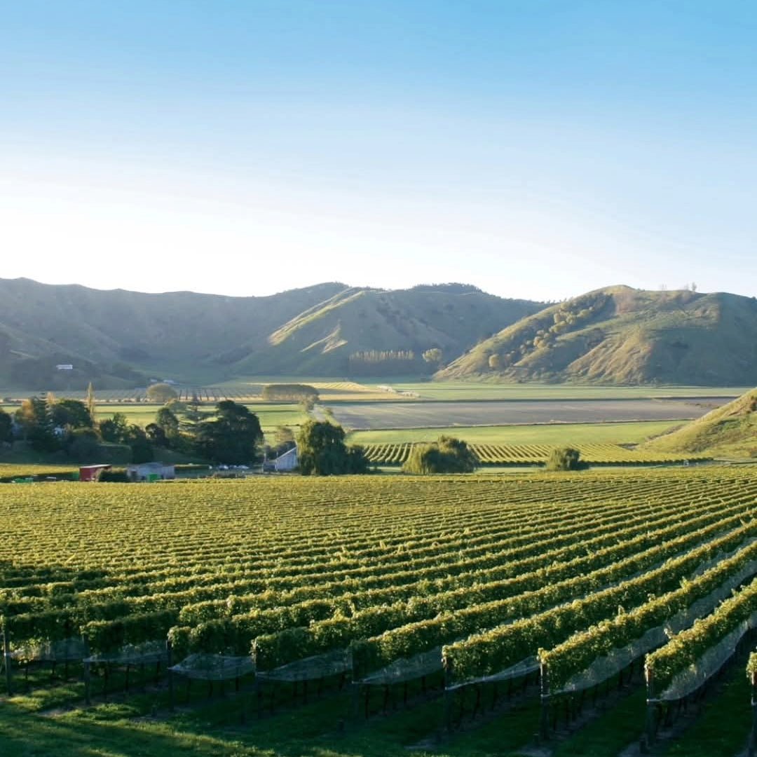 Villa Maria Leftfield Wholebunch Pinot Noir - Latitude Wine & Liquor Merchant