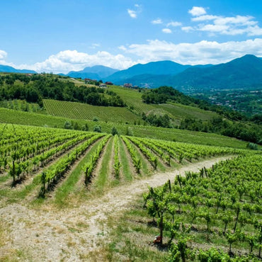 Villa Raiano Fiano di Avellino - Latitude Wine & Liquor Merchant