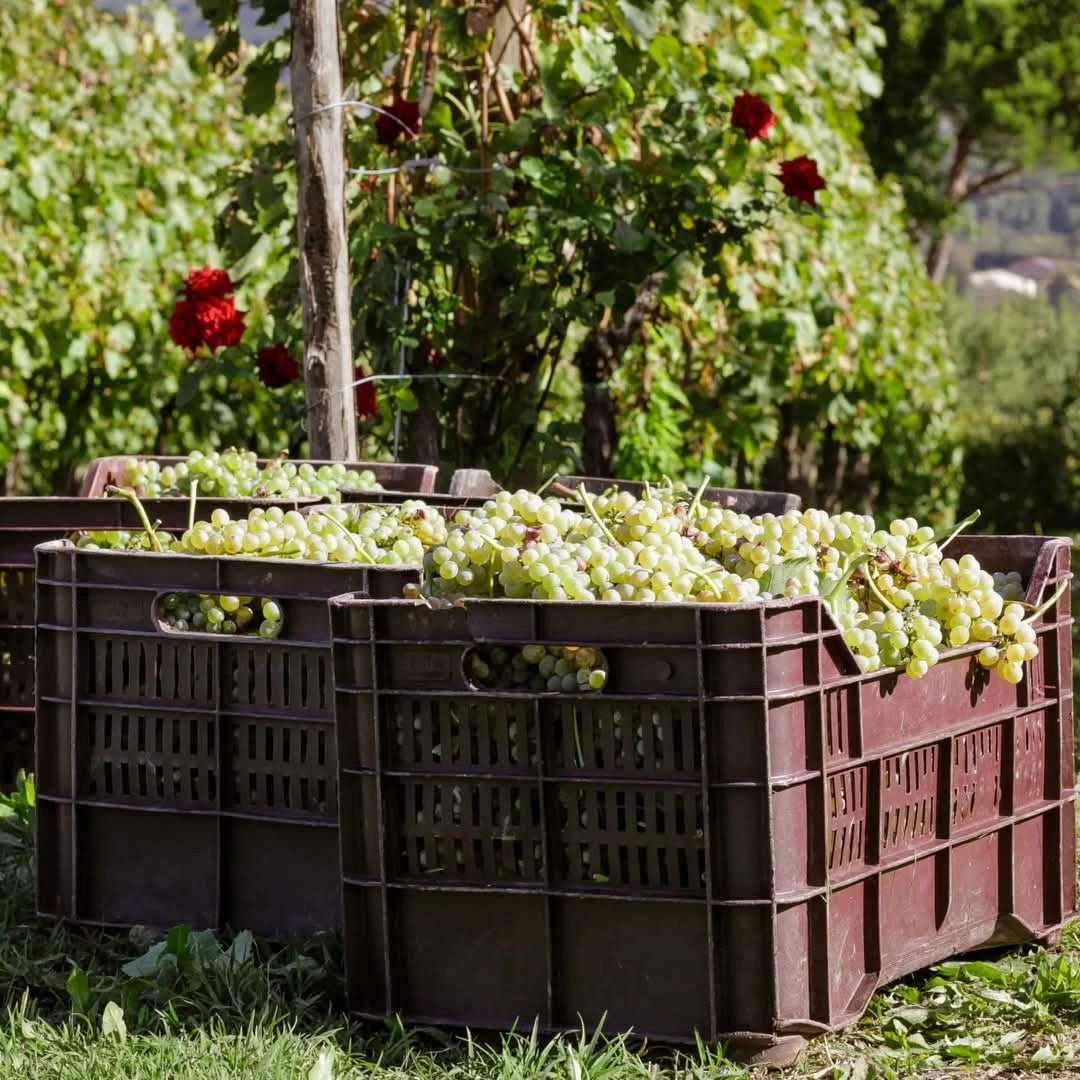 Villa Raiano Fiano di Avellino - Latitude Wine & Liquor Merchant