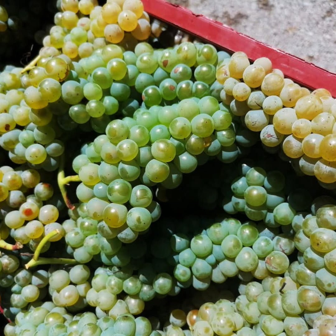 Villa Raiano Fiano di Avellino - Latitude Wine & Liquor Merchant