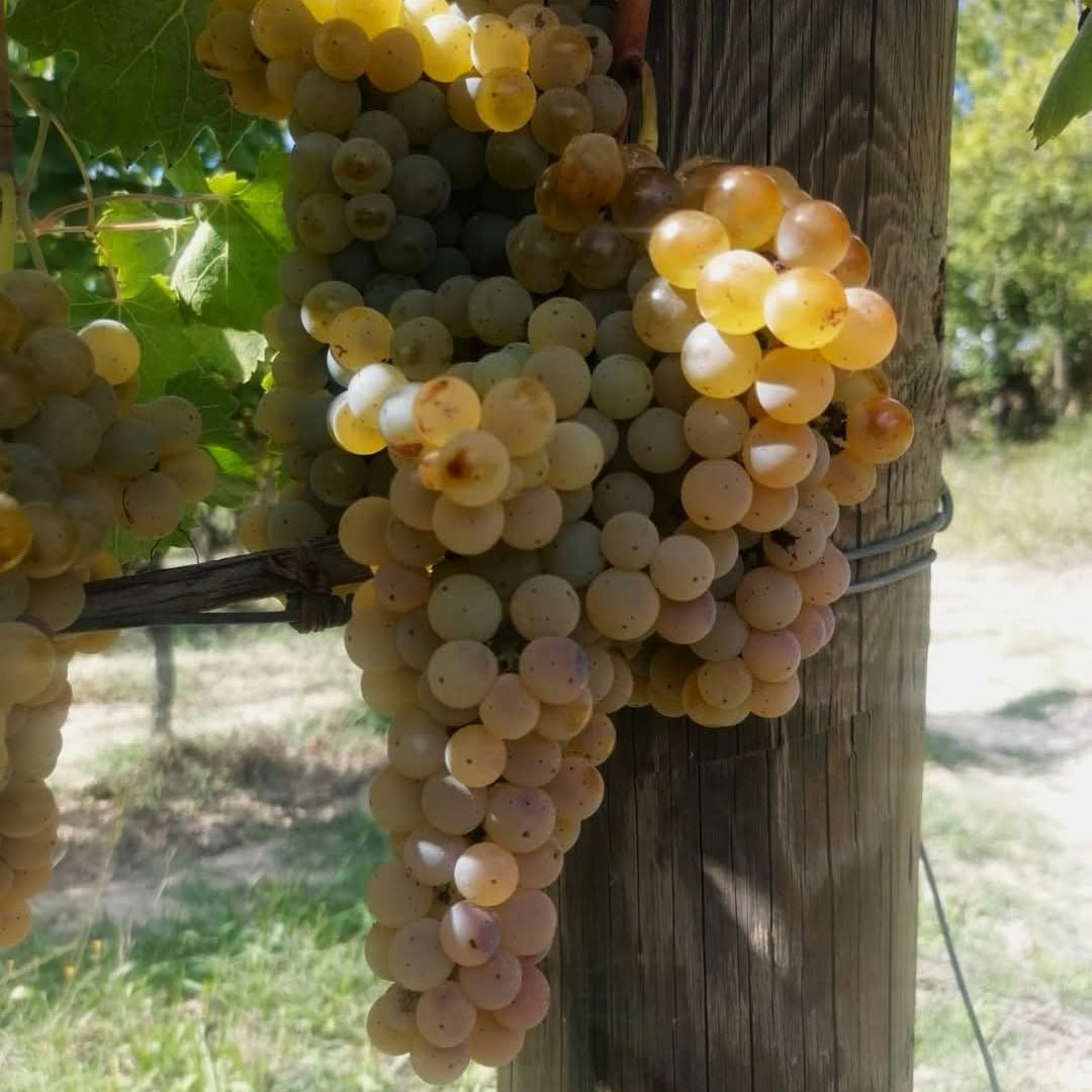 Villa Raiano Fiano di Avellino - Latitude Wine & Liquor Merchant