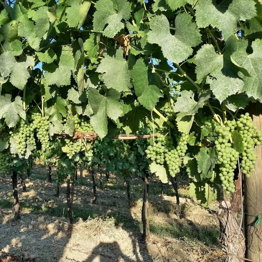 Villa Raiano Fiano di Avellino - Latitude Wine & Liquor Merchant