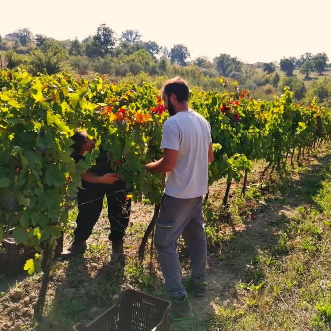 Villa Raiano Fiano di Avellino - Latitude Wine & Liquor Merchant