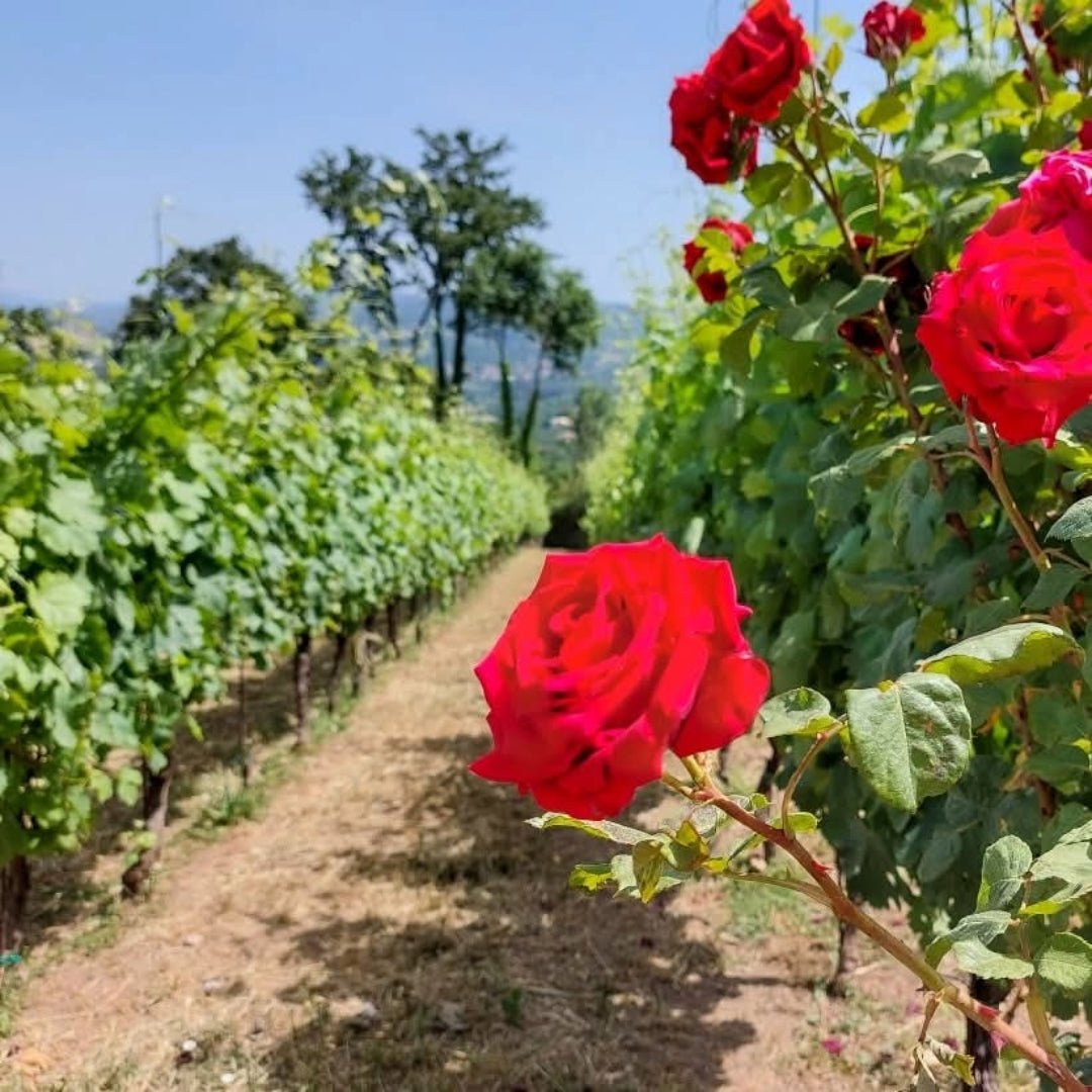 Villa Raiano Fiano di Avellino - Latitude Wine & Liquor Merchant