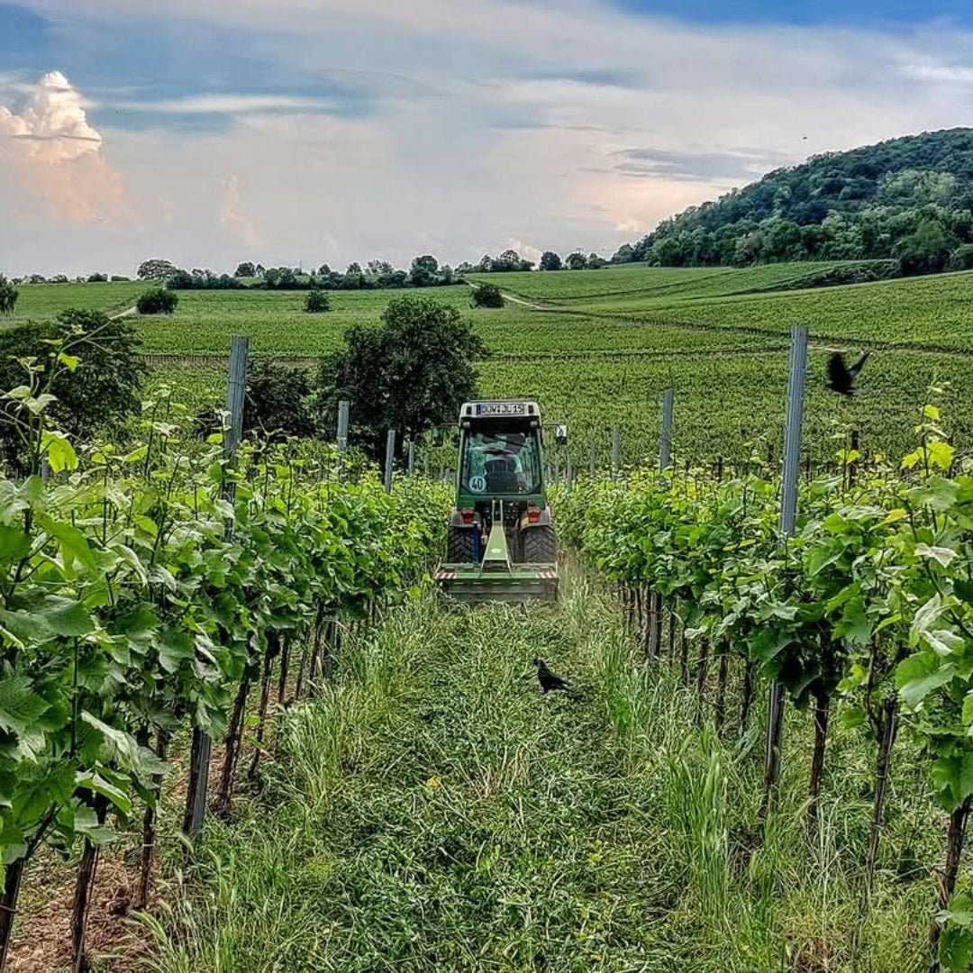 Villa Wolf Gewurztraminer - Latitude Wine & Liquor Merchant