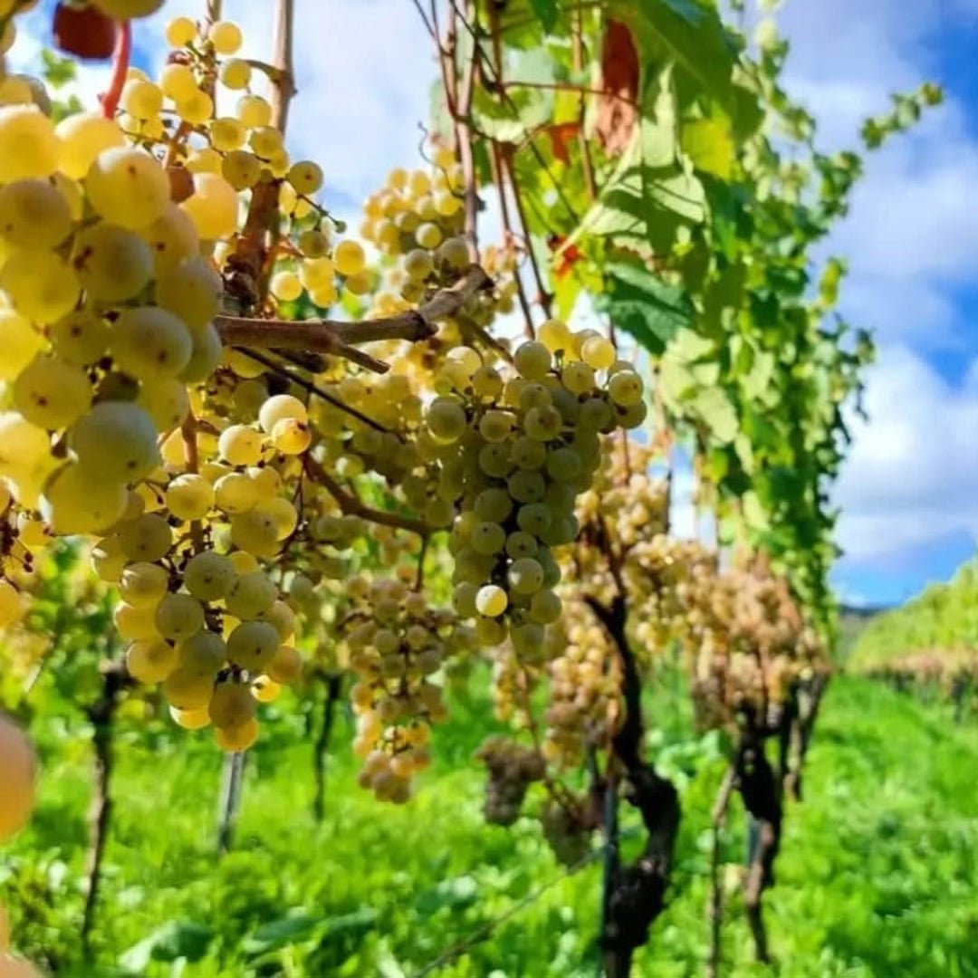 Villa Wolf Gewurztraminer - Latitude Wine & Liquor Merchant