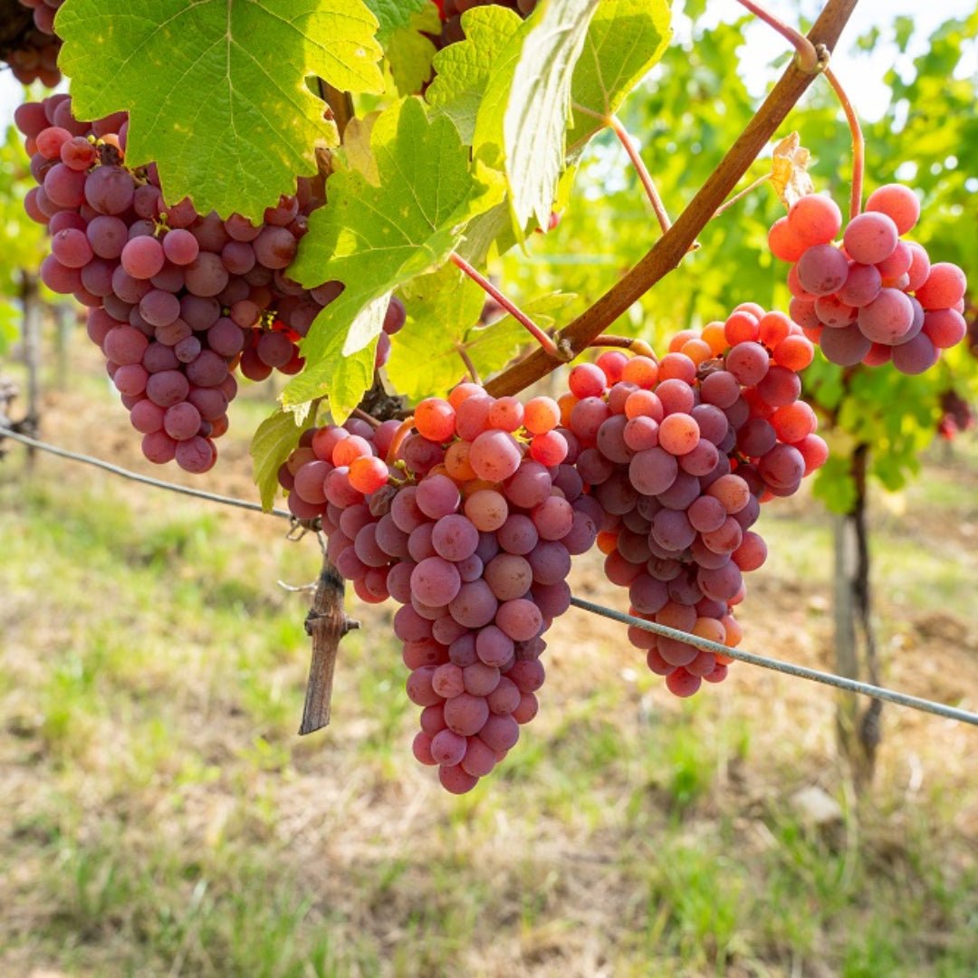 Villa Wolf Gewurztraminer - Latitude Wine & Liquor Merchant