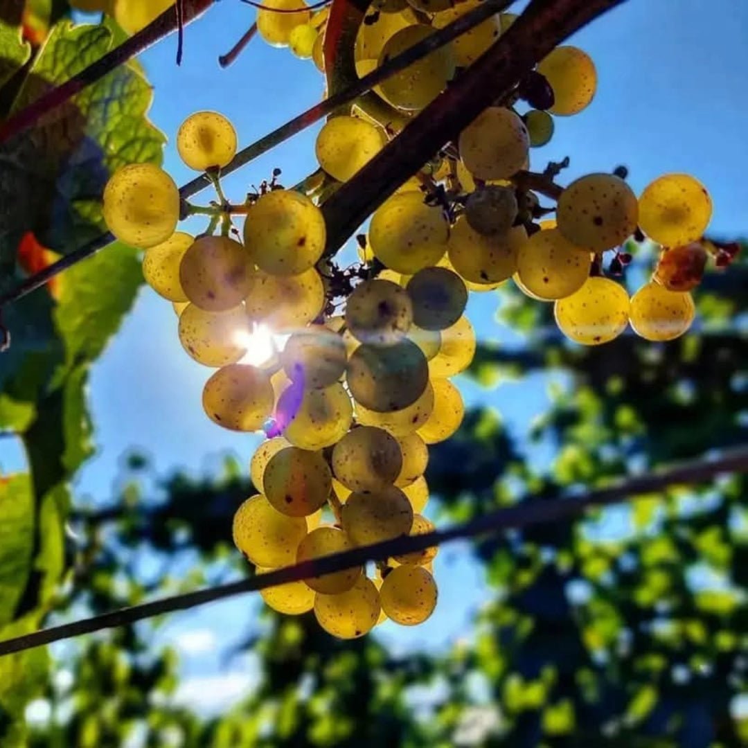 Villa Wolf Gewurztraminer - Latitude Wine & Liquor Merchant