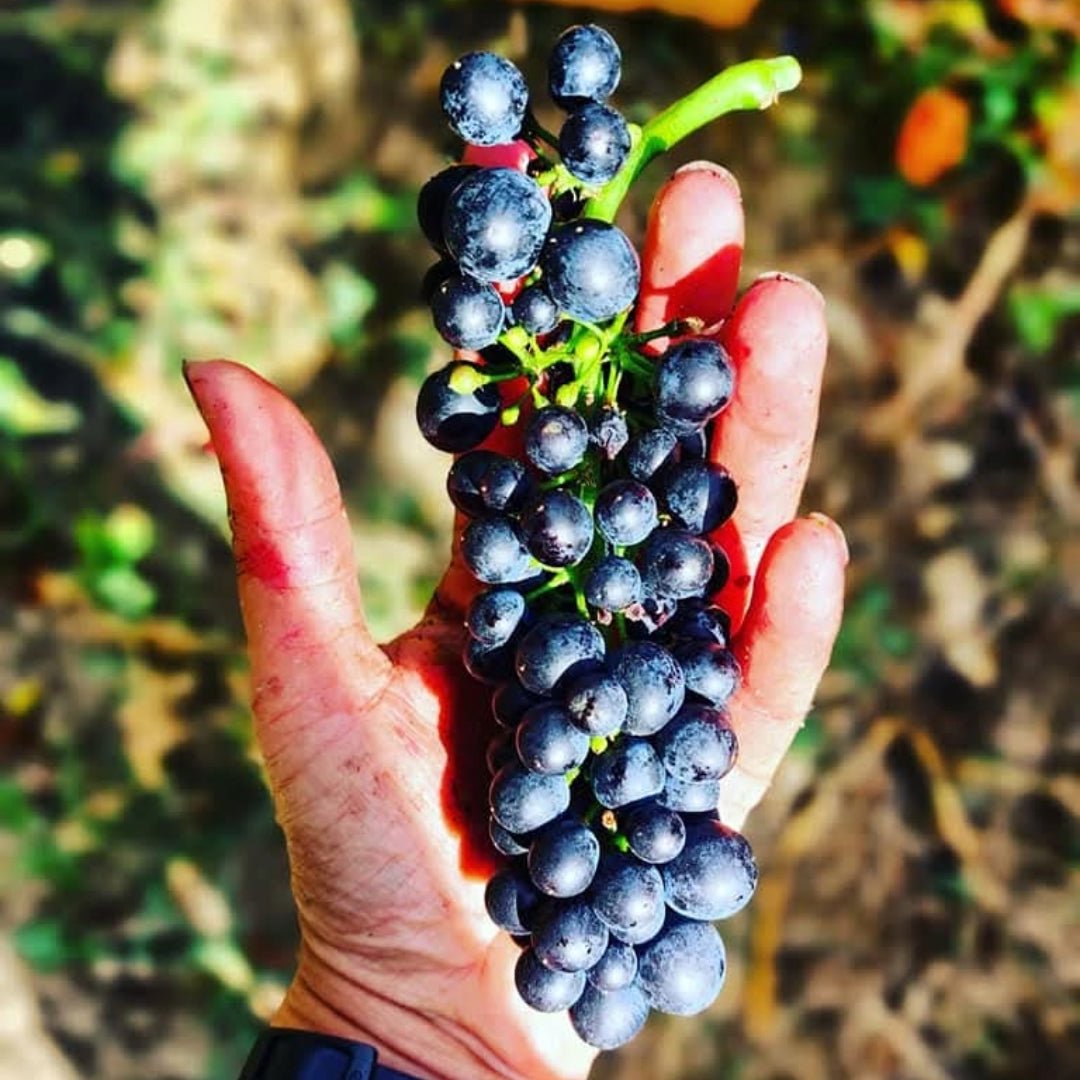 Villa Wolf Gewurztraminer - Latitude Wine & Liquor Merchant